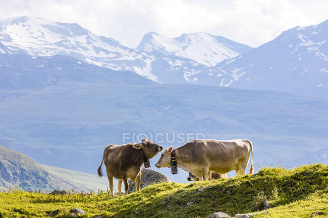 Две коровы пасутся в швейцарских Альпах — стоковое фото