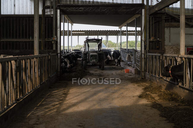 Коровник на ферме — стоковое фото