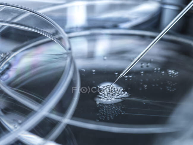 Boîte de Pétri avec cellules souches embryonnaires utilisées dans le clonage et la modification génétique — Photo de stock