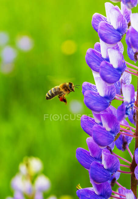 Медова бджола летить до квітучого люпину — стокове фото