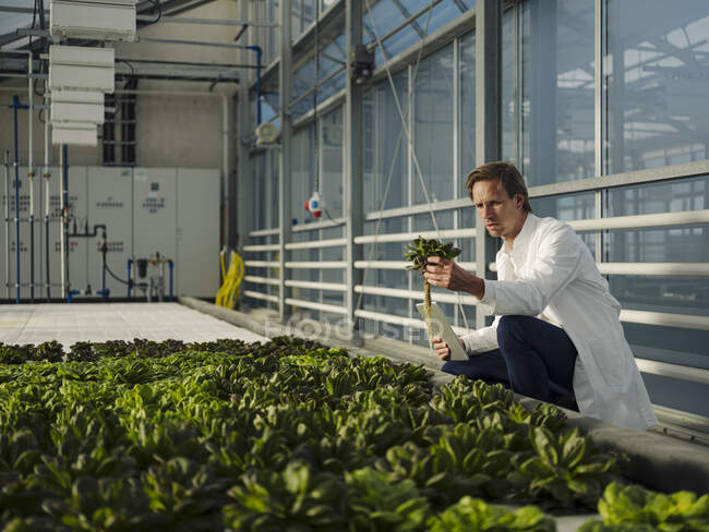 Científico con tableta examinando lechuga en un invernadero - foto de stock