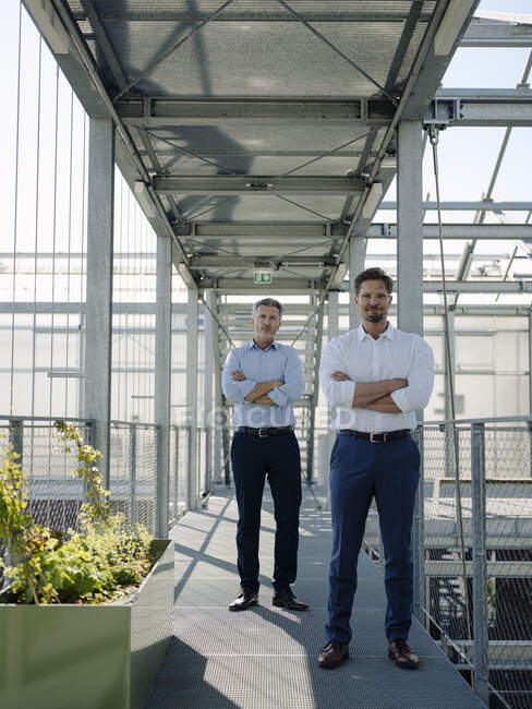 Мужчины-коллеги со скрещенными руками стоят на пешеходном мосту в оранжерее — стоковое фото