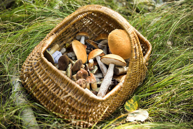 Корзина, наповнена грибами, утримувалася на траві в лісі. — стокове фото