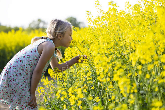 Ragazzina prendendo odore di fiori di colza mentre in piedi in campo — Foto stock