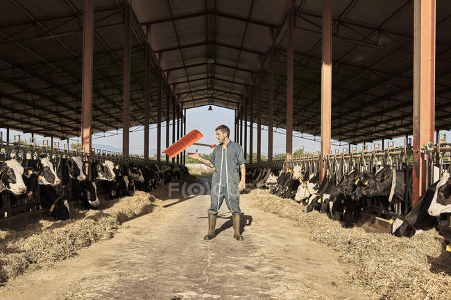 Farmer throwing shovel in air while standing in cattle surrounded by herd of cows — Stock Photo