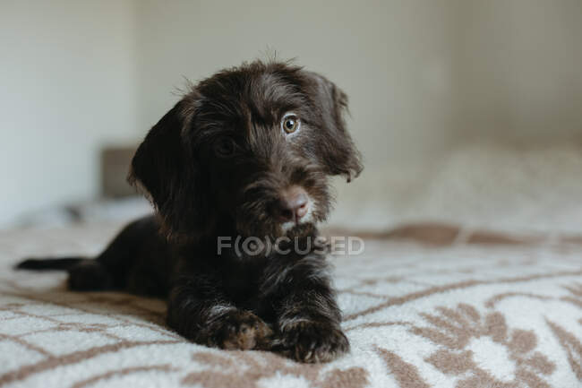Симпатичный щенок, сидящий дома на кровати — стоковое фото