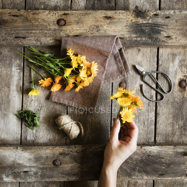 Mão de mulher se preparando para amarrar calêndulas de flor amarela — Fotografia de Stock