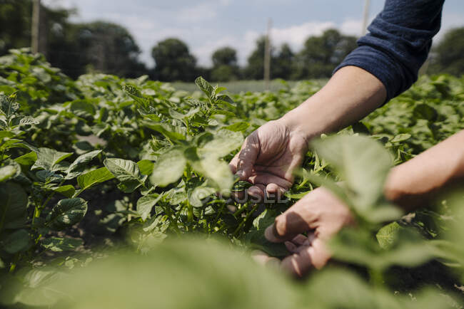 Mão cortada de homem examinando plantas no campo durante o dia ensolarado — Fotografia de Stock