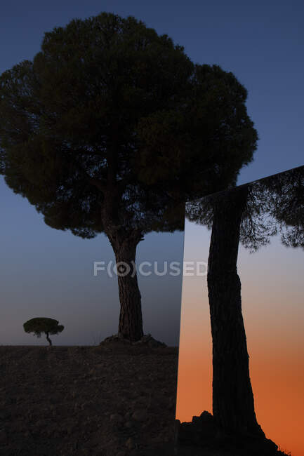 Specchio lucido che riflette la silhouette dell'albero nella riserva naturale Lagunas de Villafafila al crepuscolo — Foto stock