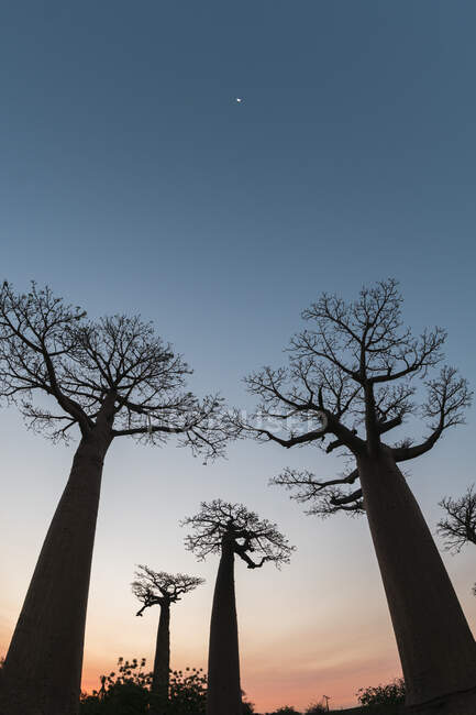 Silhueta baobás crescendo contra o céu limpo ao entardecer, Morondava, Madagascar — Fotografia de Stock
