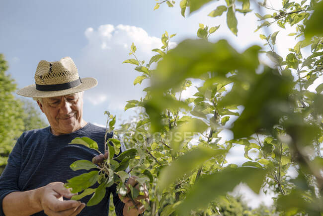 Fiducioso uomo rugoso che indossa cappello guardando il raccolto in campo agricolo — Foto stock