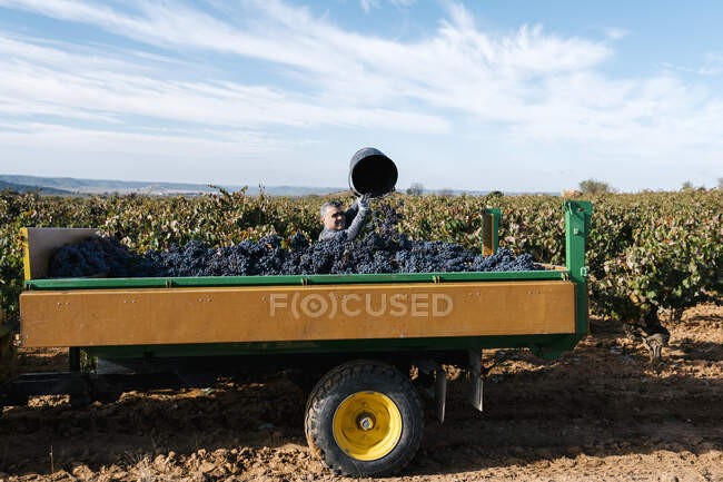 Мужчина фермер наливает виноград в трейлер к небу в винограднике — стоковое фото