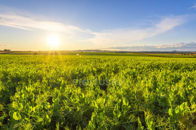 Green pea (Pisum sativum) field at summer sunset — Stock Photo