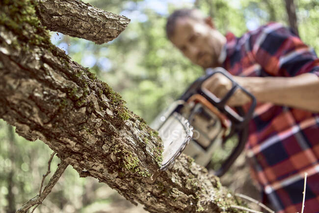Woodsman cutting tree branch with chainsaw in forest — Stock Photo
