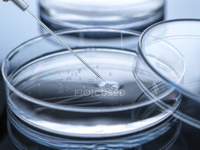 Transfert nucléaire effectué sur des cellules souches embryonnaires — Photo de stock