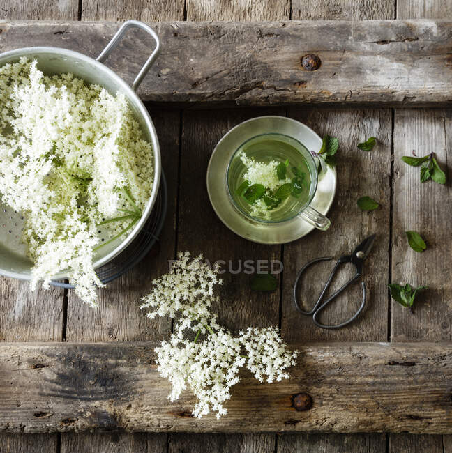 Casseruola con fiori di sambuco freschi e tazza di tè di sambuco con menta — Foto stock