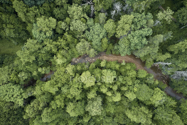 Aerial view of Little Clear Creek flowing through lush green forest — Stock Photo