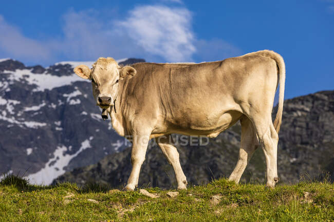 Retrato de vaca marrón con campana de vaca al aire libre contra las montañas - foto de stock