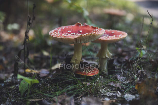 Red mushroom in the forest. beautiful autumn — Stock Photo