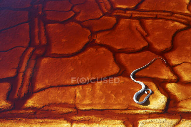 Snake of red cracked riverbed — Stock Photo