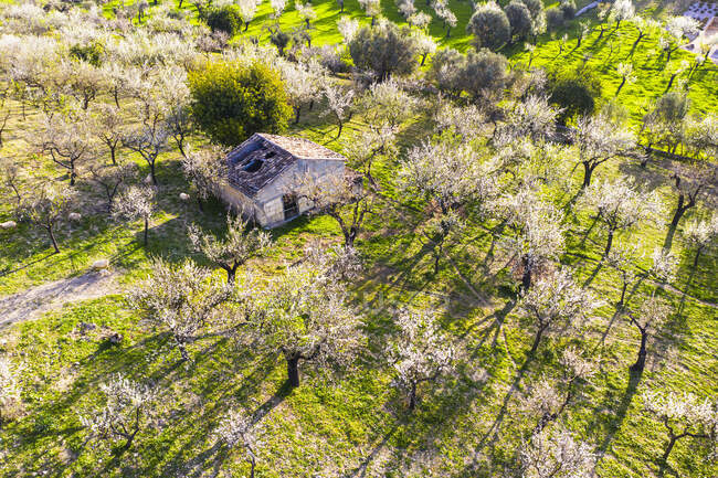 Espanha, Maiorca, Selva, Drone vista de amendoeiras florescendo no pomar da primavera — Fotografia de Stock