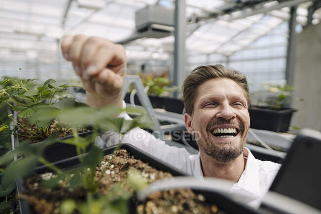 Крупный план жизнерадостного предпринимателя, трогающего растение в теплице — стоковое фото