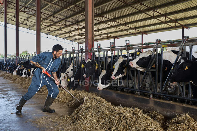 Фермер годує корів кормом у сараї. — стокове фото