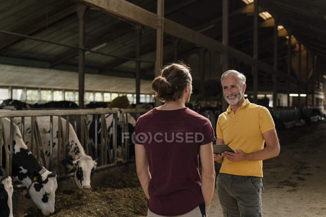 Mature farmer with tablet and adult son at cow house on a farm — Stock Photo