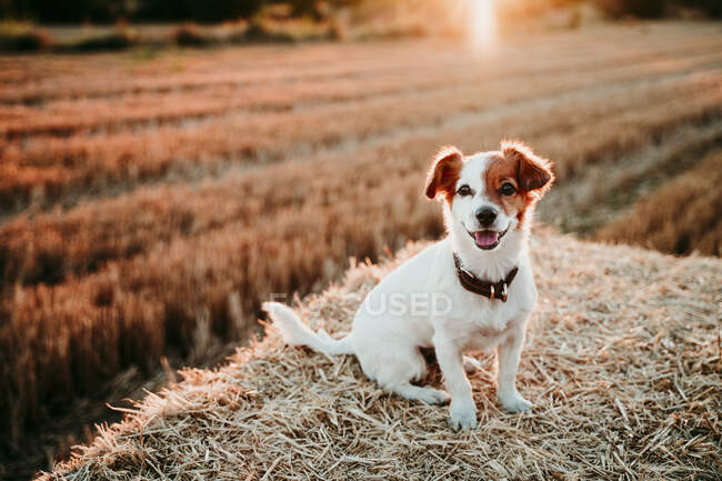 Собака сидит на соломенном тюке на закате — стоковое фото