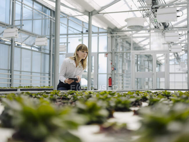 Бизнесвумен, держащая планшет, изучающая растения в теплице — стоковое фото