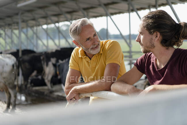 Agriculteur mature parler à un fils adulte à la maison de vache sur une ferme — Photo de stock