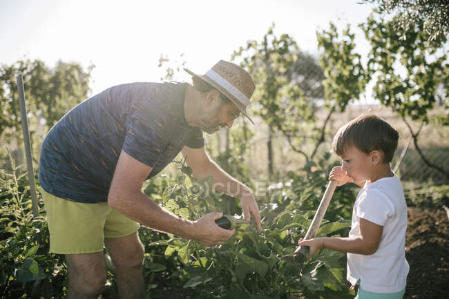 Grandfather and grandson picking eggplants in field — Stock Photo