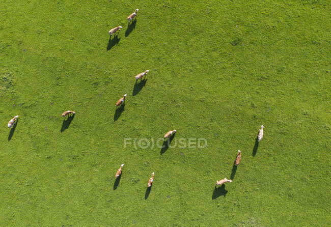 Drone view of cows grazing in green springtime meadow — Stock Photo