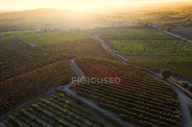 Идиллический снимок виноградника на закате — стоковое фото