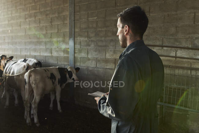 Farmer checking on bulls and taking notes in notebook at farm — Foto stock