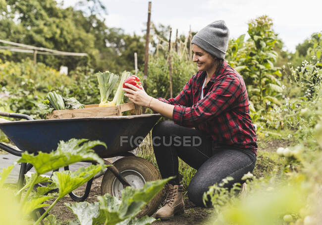 Young woman collecting vegetables in wheelbarrow while working in community garden — Foto stock