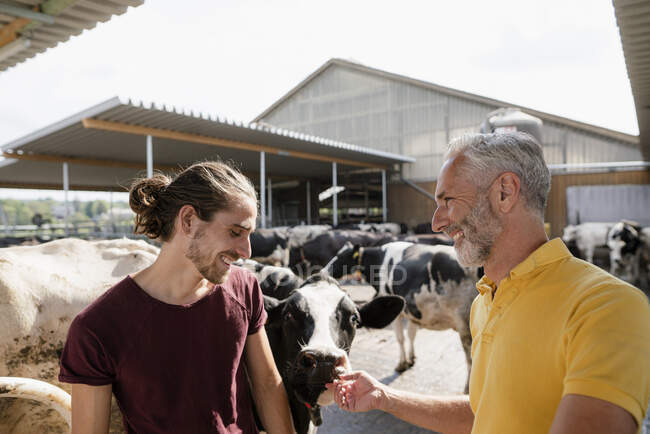 Granjero maduro sonriente con hijo adulto en casa de vaca en una granja - foto de stock