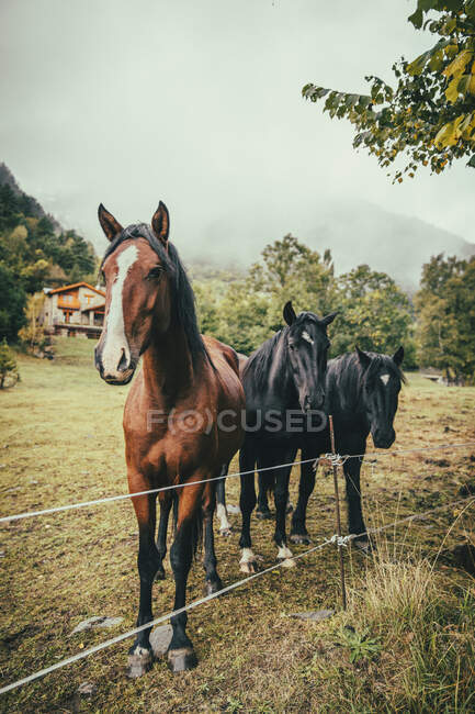 Cavalli che si trovano in campo agricolo — Foto stock