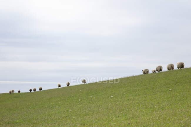 Sheep grazing on green grass — Stock Photo