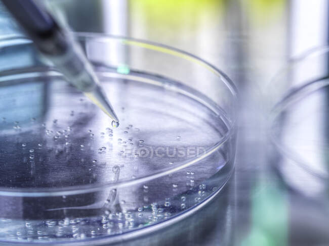 Expérience scientifique de cellules souches dans une boîte de Pétri en laboratoire — Photo de stock
