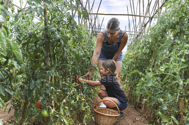 Mother and daughter with wicker basket in greenhouse with tomato plants — Foto stock