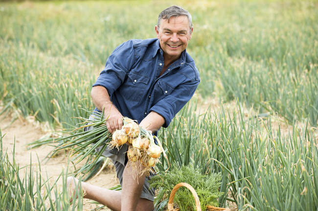 Hombre sonriendo mientras cosecha cebolla de la granja - foto de stock