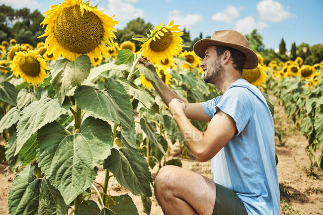 Mann hockt im Sommer auf Feld und bewundert Sonnenblume — Stockfoto