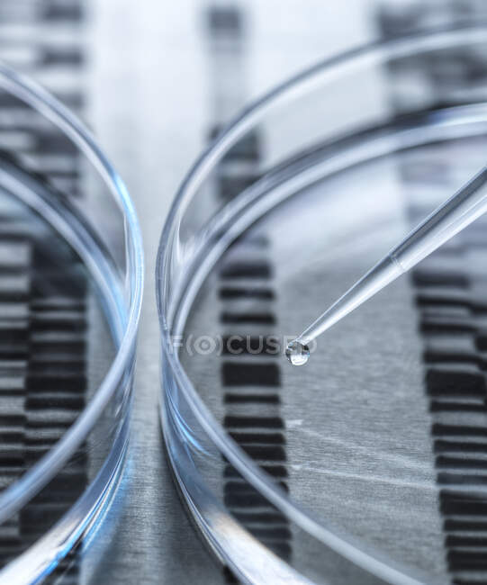 Скопіювання ДНК-зразка в чашці Петрі з ДНК-тетом призводить до фону — стокове фото