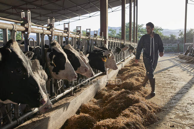 Farmer walking by cows near livestock at farm — Fotografia de Stock