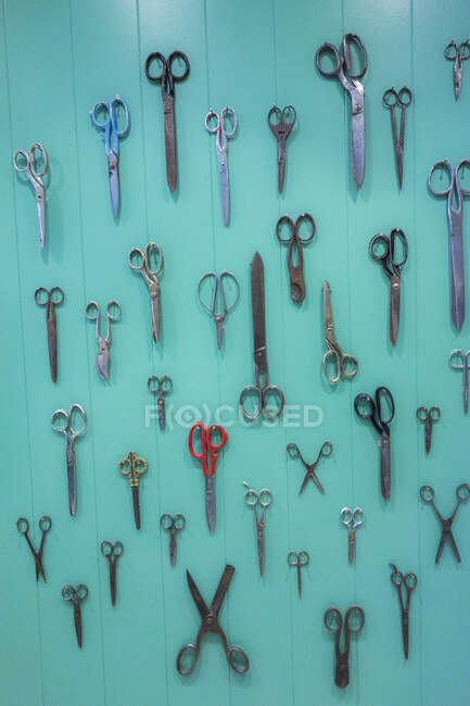 Разнообразие ножниц висит на бирюзовой деревянной стене парикмахерской — стоковое фото