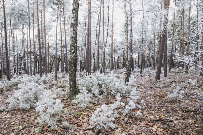 Alemanha, Renânia-Palatinado, Pinheiros congelados e bétulas na Floresta do Palatinado — Fotografia de Stock