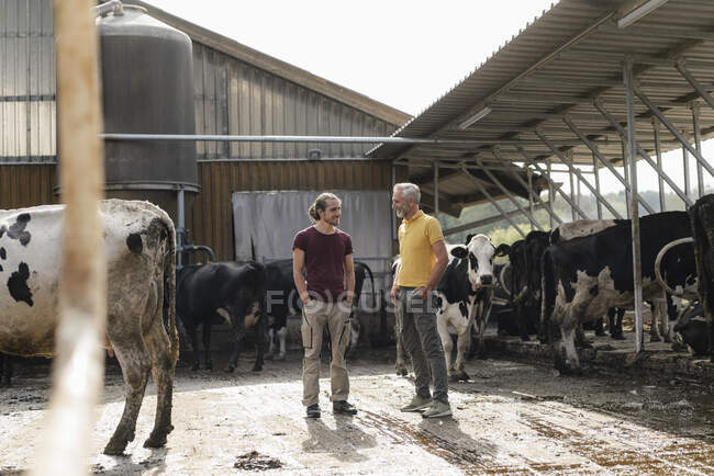 Зрелый фермер со взрослым сыном в коровнике на ферме — стоковое фото