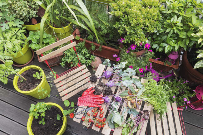 Gemüse von Pflanzen auf dem Tisch im Garten — Stockfoto