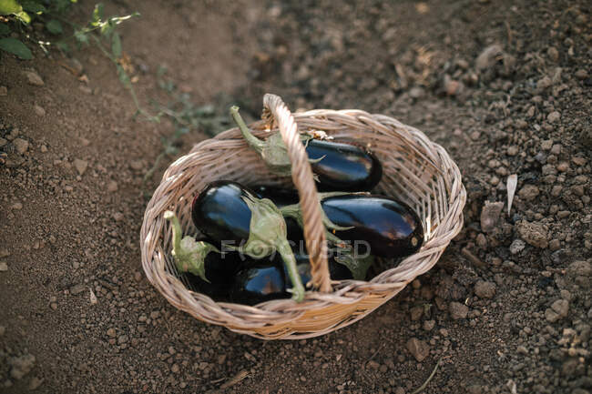 Wicker basket full of eggplants in field — Stock Photo